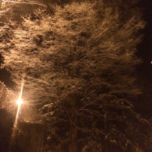 小枝の雪が凍って 輝き美しいです