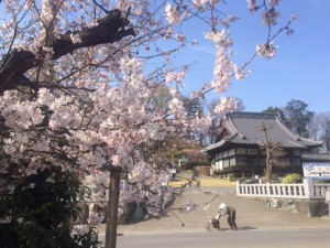 さくら　青空　のんびり散歩 いいね！