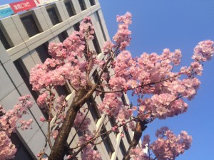 星川の桜は　濃いピンク色