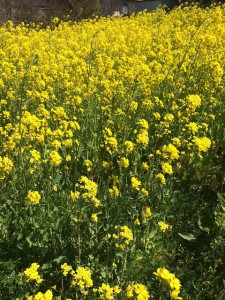 菜の花畑！ 春ですよ！お浸しもいいですよね！