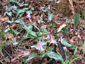 カタクリの花が見ごろです