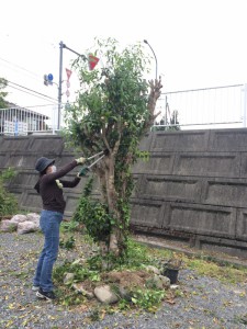 すっかり刈込 これで元気に伸びられる