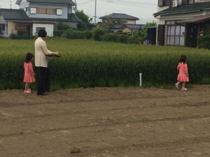 麦畑でてんとう虫探しを楽しみました！