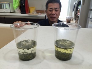 お茶の実験。右が水道水。左が水素水。左の方が濃い緑です。水素水の細かな粒子がお茶の成分を引出しています。