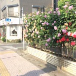 熊谷  美しい薔薇 如何ですか