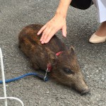 断熱・漆喰リフォーム　in 秩父