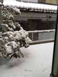 我が家のｳｯﾄﾞﾃﾞｯｷが全く見えません！メインツリーの『そよご』雪で枝が折れないうちに除雪しないとです１