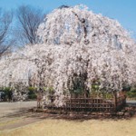 笑顔満開だから素敵なお家が建つ