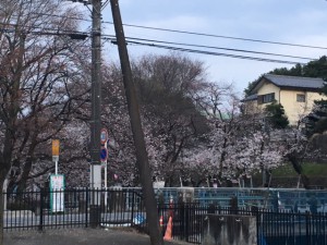 本庄市のお花見ポイント　若泉公園の桜も咲き始めていました。４月２日は桜祭りのようですよ