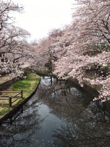 本庄市のお花見スポット！若泉公園は満開です！