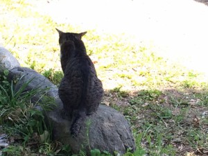 猫の　ジジ　も木陰から見守ってくれました！ありがとにゃ！