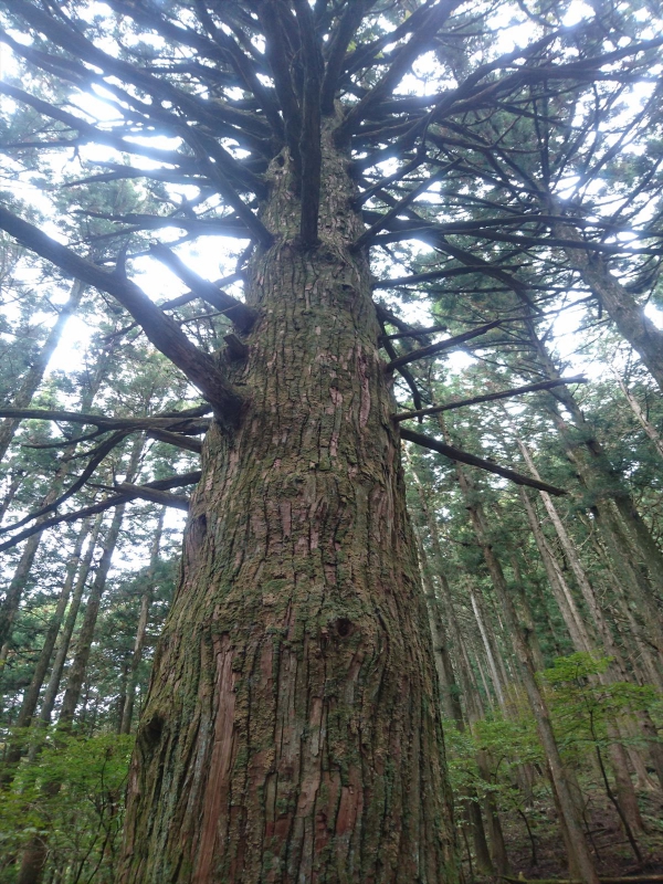 武甲山の神様？