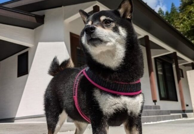 事例のサムネイル