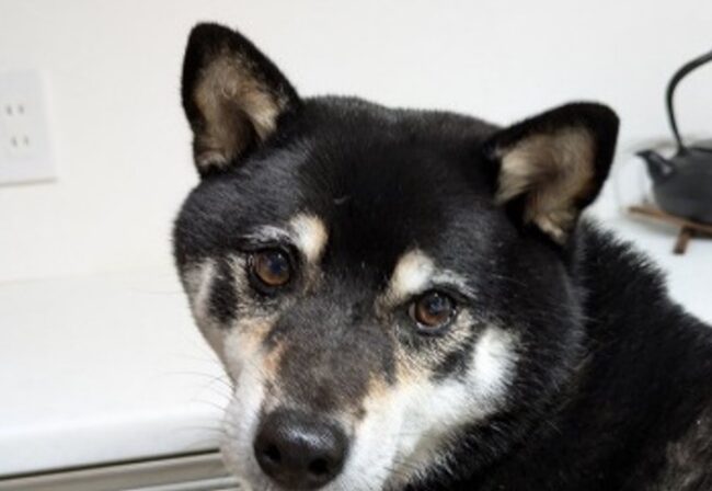 事例のサムネイル